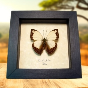 African Glider Butterfly Cymothoe jodutta Framed Taxidermy Display