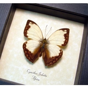 Cymothoe jodutta African Glider Butterfly Framed Taxidermy Display