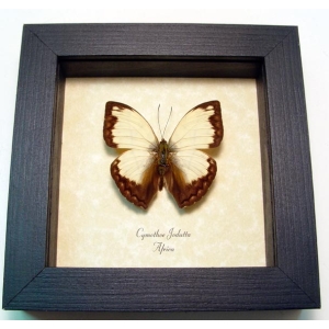 Cymothoe jodutta African Glider Butterfly Framed Taxidermy Display