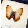 Real Framed African Butterfly Cymothoe reinholdi Reinhold’s Creamy Glider Taxidermy Display