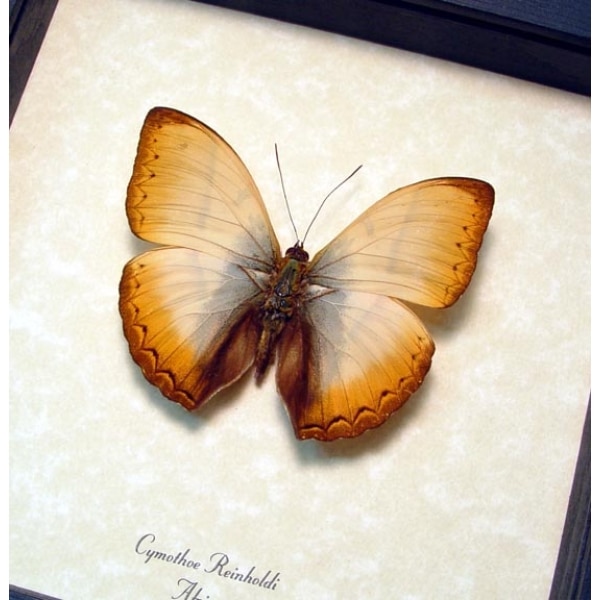 Real Framed African Butterfly Cymothoe reinholdi Reinhold’s Creamy Glider Taxidermy Display