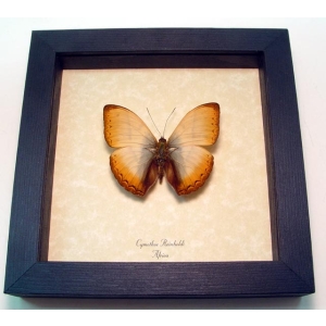 Real Framed African Butterfly Cymothoe reinholdi Reinhold’s Creamy Glider Taxidermy Display
