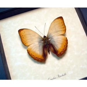 Real Framed African Butterfly Cymothoe reinholdi Creamy Glider Taxidermy Display