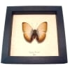 Real Framed African Butterfly Cymothoe reinholdi Creamy Glider Taxidermy Display