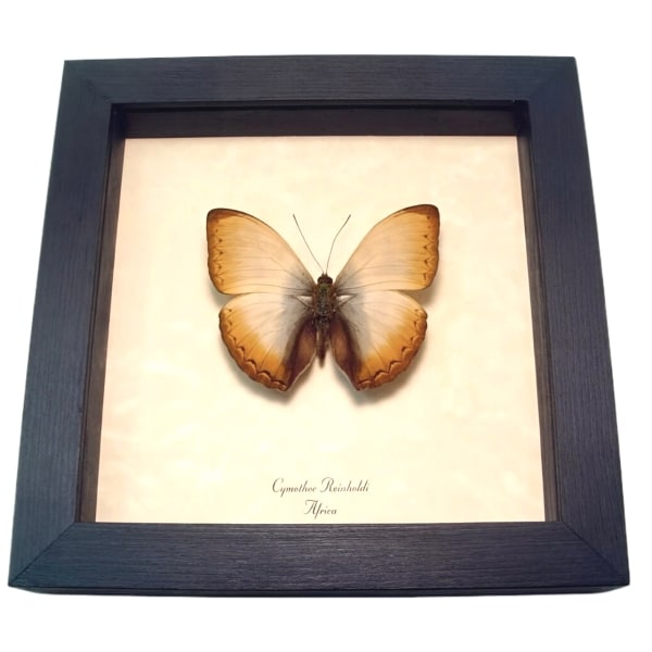 Real Framed African Butterfly Cymothoe reinholdi Creamy Glider Taxidermy Display