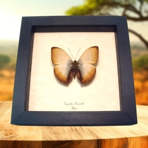 Real Framed African Butterfly Cymothoe reinholdi Creamy Glider Taxidermy Display