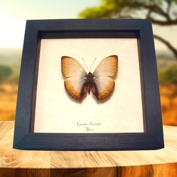 Real Framed African Butterfly Cymothoe reinholdi Creamy Glider Taxidermy Display