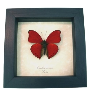 Real Framed Red Glider Butterfly Cymothoe sangaris Taxidermy Display