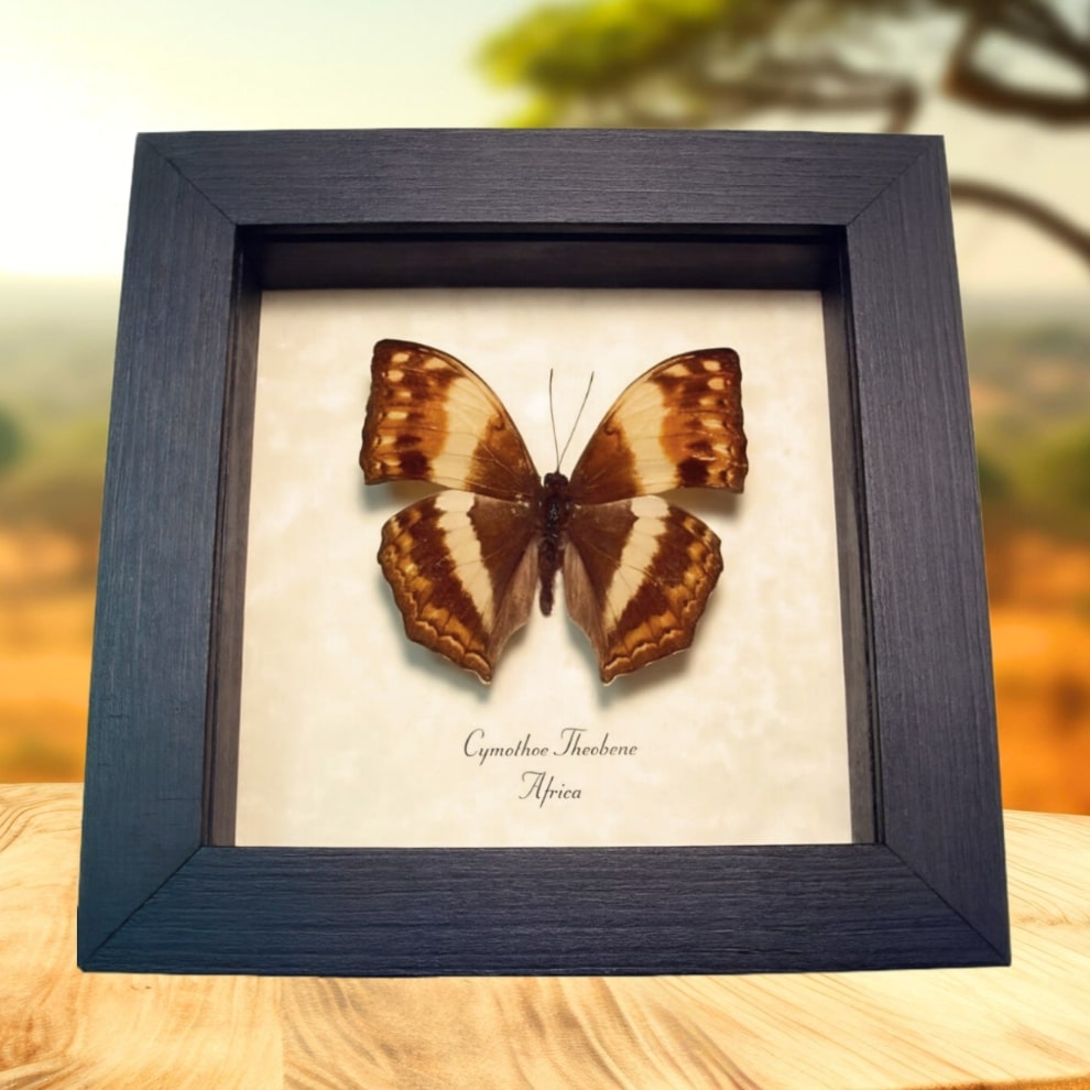 Angular Glider African Butterfly Cymothoe theobene Framed Taxidermy Display