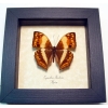 Cymothoe theobene Angular Glider Butterfly Framed Taxidermy