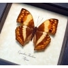 Cymothoe theobene Angular Glider Butterfly Framed Taxidermy