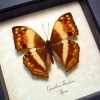 Angular Glider African Butterfly Cymothoe theobene Framed Taxidermy Display