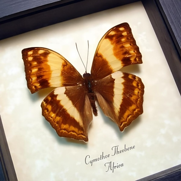 Angular Glider African Butterfly Cymothoe theobene Framed Taxidermy Display