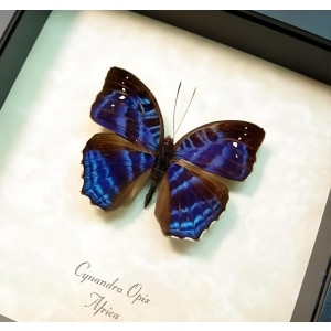 Brilliant Nymph Blue African Butterfly Cynandra opis Framed Taxidermy Display