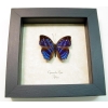 Cynandra opis Brilliant Nymph Blue Framed African Butterfly Taxidermy Display