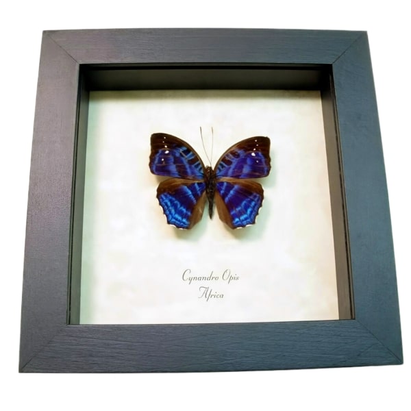 Brilliant Nymph Blue African Butterfly Cynandra opis Framed Taxidermy Display