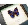 Cynandra opis Brilliant Nymph Blue Framed African Butterfly Taxidermy Display