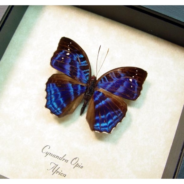Cynandra opis Brilliant Nymph Blue Framed African Butterfly Taxidermy Display