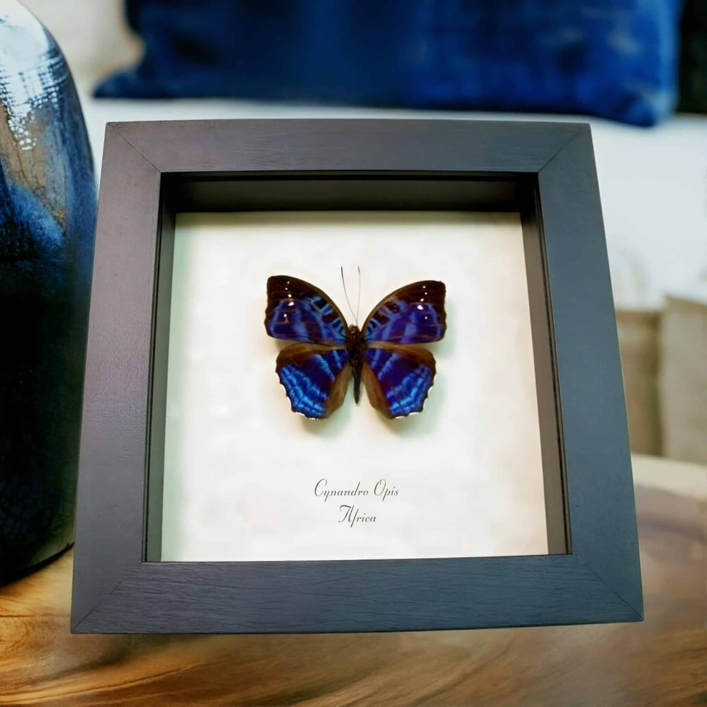 Brilliant Nymph Blue African Butterfly Cynandra opis Framed Taxidermy Display