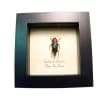 metallic Jewel Beetle Cyphogastra javanica Framed Taxidermy Display
