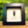 metallic Jewel Beetle Cyphogastra javanica Framed Taxidermy Display