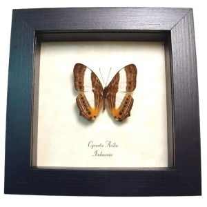 Framed Map Butterfly Cyrestis acilia Taxidermy Display