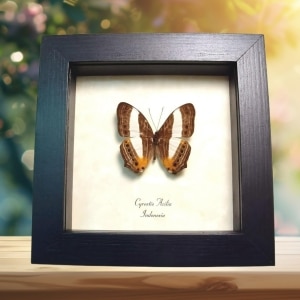 Framed Map Butterfly Cyrestis acilia Taxidermy Display