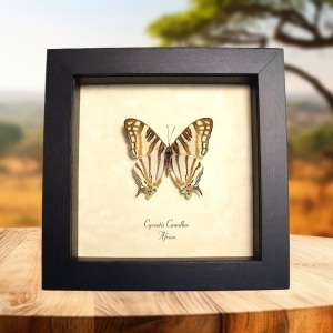 Cyrestis camillus African Map Butterfly Framed Taxidermy Display