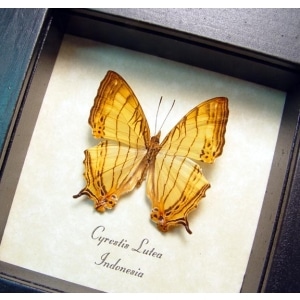 Cyrestis lutea Orange Map Butterfly