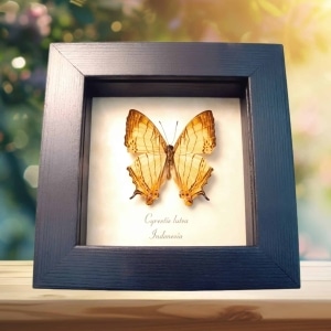 Cyrestis lutea Orange Map Butterfly Framed Taxidermy Display