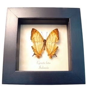 Cyrestis lutea Orange Map Butterfly Framed Taxidermy Display