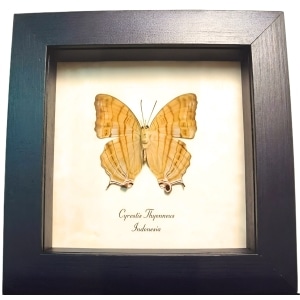 Cyrestis thyonneus Golden Map Butterfly Framed Taxidermy Display