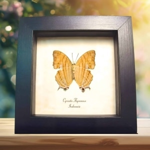 Cyrestis thyonneus Golden Map Butterfly Framed Taxidermy Display