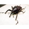 Cyrtotrachelus dux Bamboo Weevil Beetle