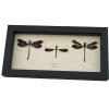 Damselfly Collection Pink Green Blue Damselflies Real Framed Insect Taxidermy