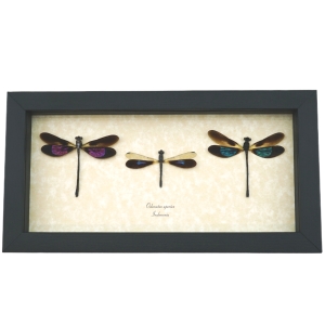 Damselfly Collection Pink Green Blue Damselflies Real Framed Insect Taxidermy