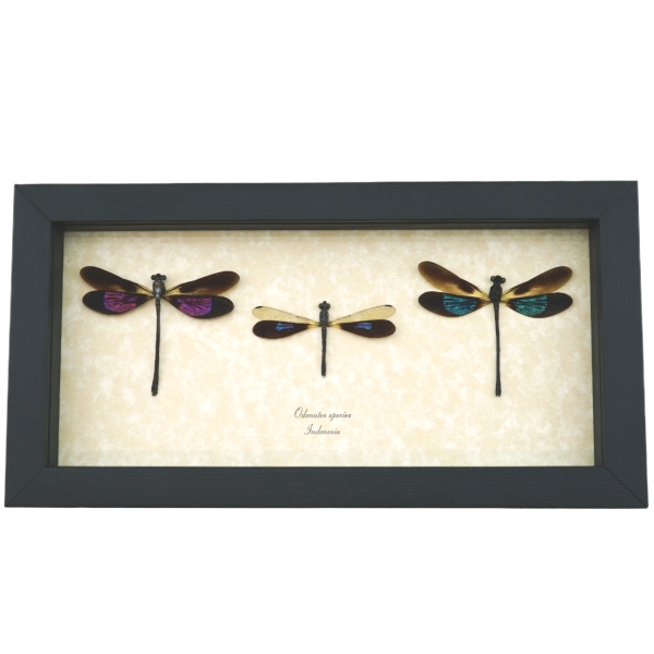 Damselfly Collection Pink Green Blue Damselflies Real Framed Insect Taxidermy