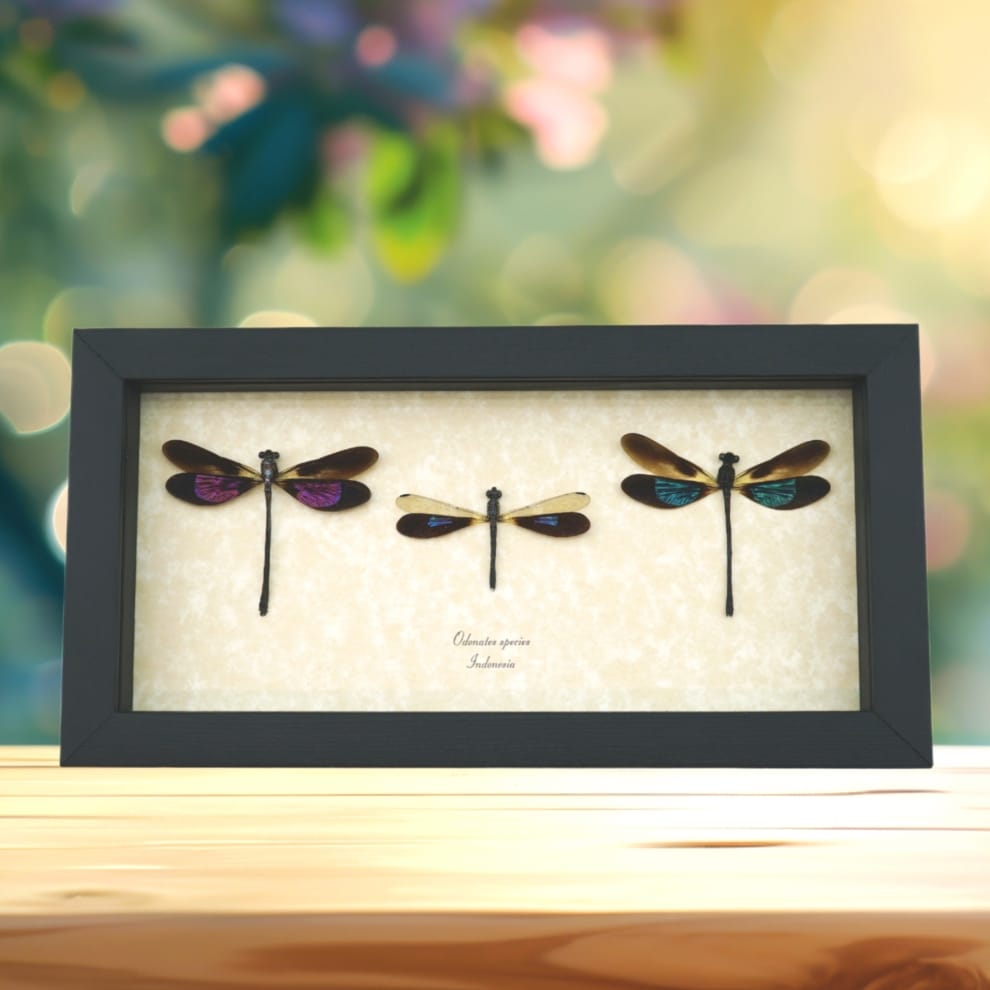 Damselfly Collection Pink Green Blue Damselflies Real Framed Insect Taxidermy Damselfly Collection Pink Green Blue Damselflies Real Framed Insect Taxidermy
