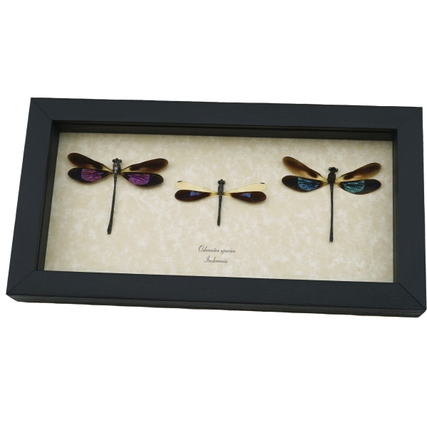 Damselfly Collection Pink Green Blue Damselflies Real Framed Insect Taxidermy