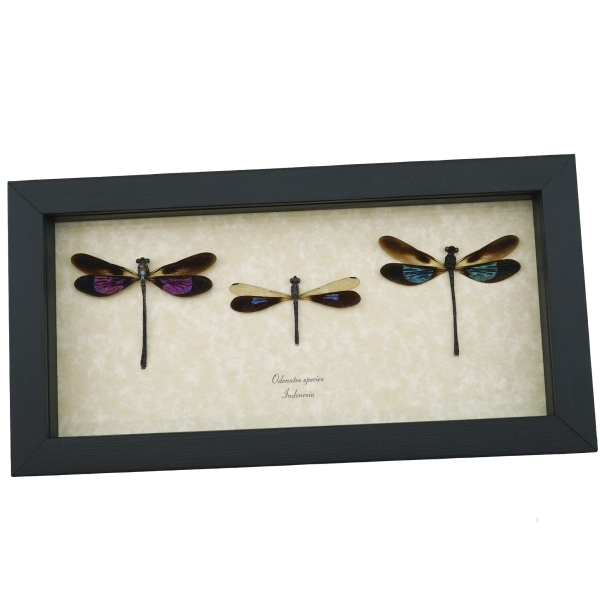 Damselfly Collection Pink Green Blue Damselflies Real Framed Insect Taxidermy