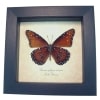 Danaus gilippus strigosus Queen Butterfly Framed Taxidermy Display