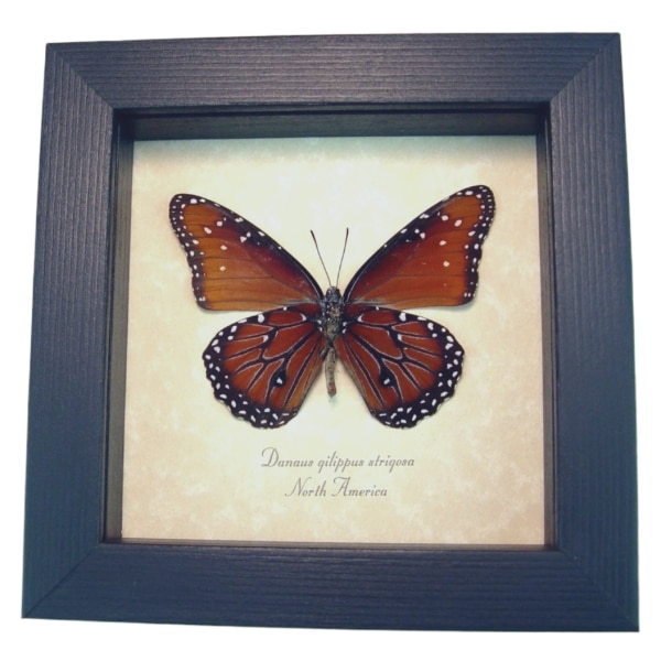 Danaus gilippus strigosus Queen Butterfly Framed Taxidermy Display