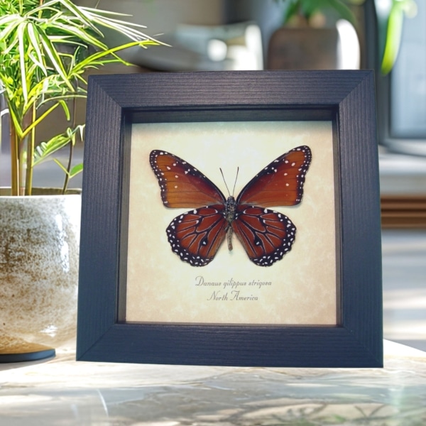 Danaus gilippus strigosus Queen Butterfly Framed Taxidermy Display