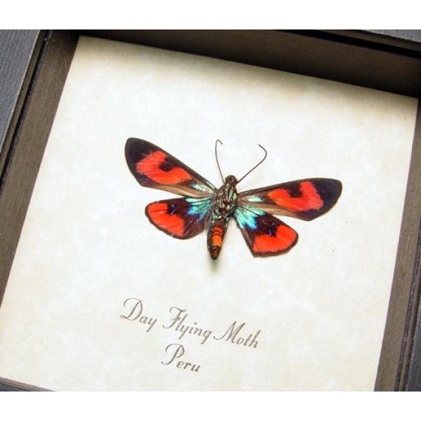 Electric Blue Red Moth Real Framed Metallic Day Flying Moth