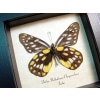 Delias belladonna chrysorrhoea Butterfly Hill Jezebel Framed Taxidermy Display