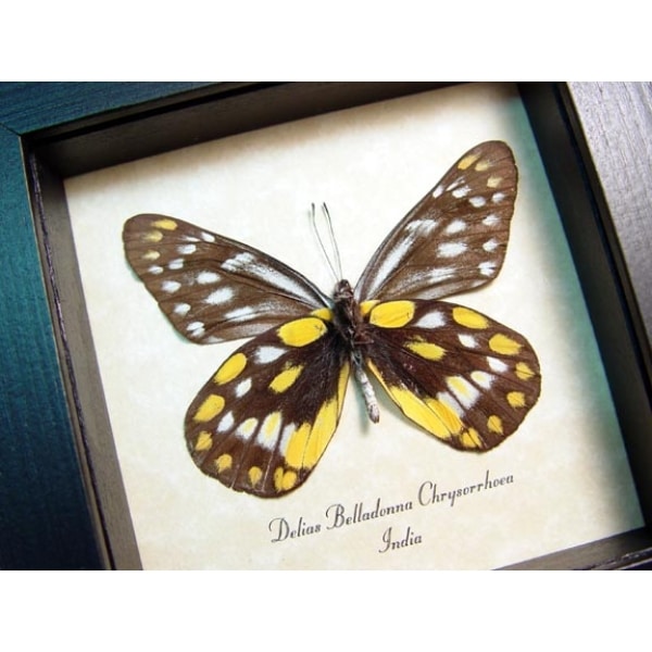 Delias belladonna chrysorrhoea Butterfly Hill Jezebel Framed Taxidermy Display
