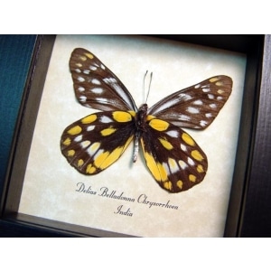 Delias belladonna chrysorrhoea Butterfly Hill Jezebel Framed Taxidermy Display