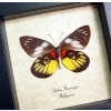 Delias Henningia Framed Butterfly Red Yellow Taxidermy Display