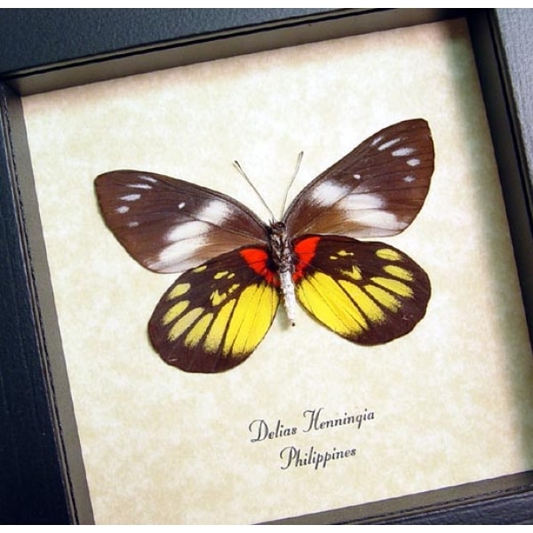 Delias Henningia Framed Butterfly Red Yellow Taxidermy Display