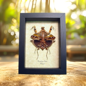 Deroplatys lobata Verso Dead Leaf Praying Mantis Framed Taxidermy Display
